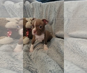 Boston Terrier Puppy for Sale in SALINA, Kansas USA