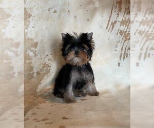 Yorkshire Terrier Puppy for sale in ROANOKE, VA, USA