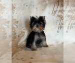 Image preview for Ad Listing. Nickname: Junior