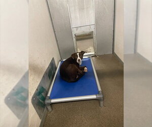 Border Collie-Unknown Mix Dogs for adoption in Stockton, CA, USA