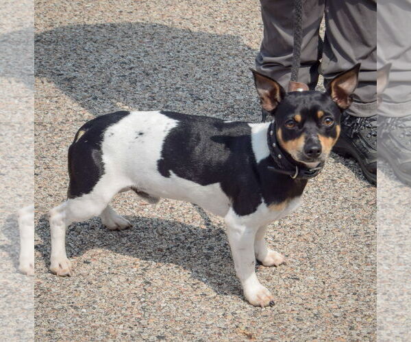 Medium Photo #2 Jack Chi Puppy For Sale in Huntley, IL, USA