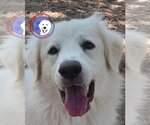 Small Photo #46 Great Pyrenees Puppy For Sale in Spring, TX, USA