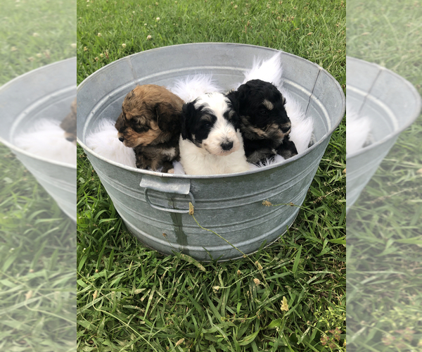 Medium Photo #2 Poodle (Standard)-Pyredoodle Mix Puppy For Sale in TRENTON, GA, USA