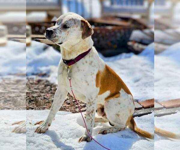Medium Photo #3 American Staffordshire Terrier-Unknown Mix Puppy For Sale in Hewitt, NJ, USA
