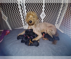 Goldendoodle Puppy for sale in DICKSON, TN, USA