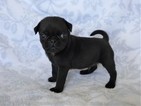 Small Photo #2 Pug Puppy For Sale in CATLETT, VA, USA