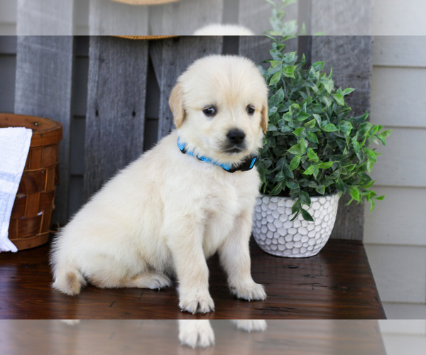 Medium Photo #2 English Cream Golden Retriever Puppy For Sale in NAPPANEE, IN, USA