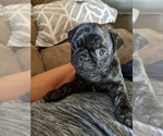 Small Photo #5 Pug Puppy For Sale in GREELEY, CO, USA