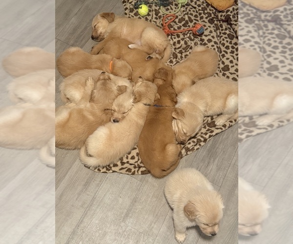 Medium Photo #1 Golden Retriever Puppy For Sale in OCALA, FL, USA