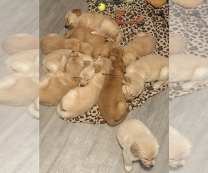 Golden Retriever Litter for sale in OCALA, FL, USA