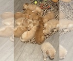 Small Golden Retriever