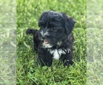 Small #3 Morkie