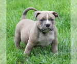 Small Photo #8 American Bully Puppy For Sale in BILLINGS, MO, USA