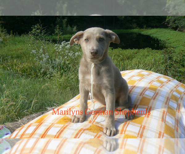 Medium Photo #4 German Shepherd Dog Puppy For Sale in PIEDMONT, MO, USA