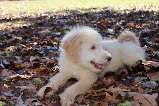 Medium Photo #5 Goldendoodle Puppy For Sale in BRIGHTON, MO, USA