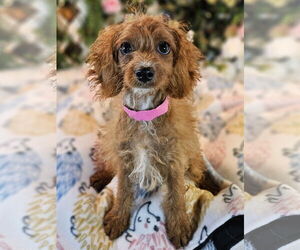 Cockapoo Dogs for adoption in Bon Carbo, CO, USA