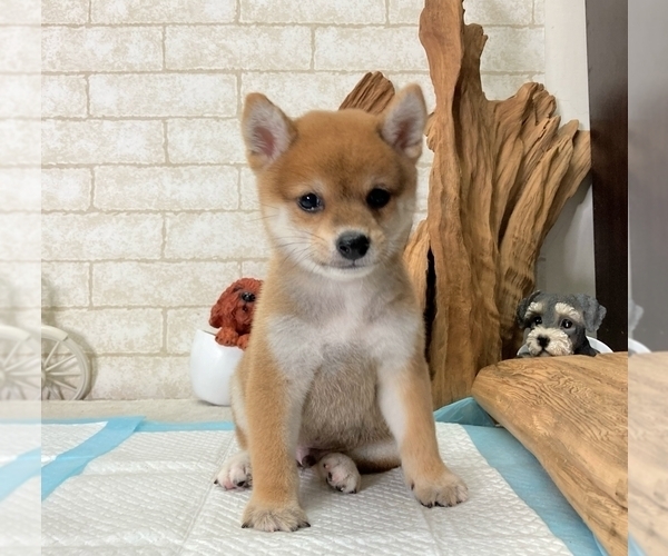 Medium Photo #4 Shiba Inu Puppy For Sale in BEVERLY HILLS, CA, USA