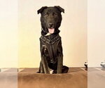 Small #2 Labrador Retriever Mix
