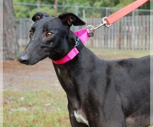 Free Hopper - Female Greyhound Dog for Adoption - Photo #4