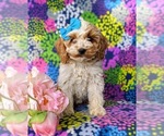 Small Photo #3 Cocker Spaniel-Poodle (Miniature) Mix Puppy For Sale in NOTTINGHAM, PA, USA