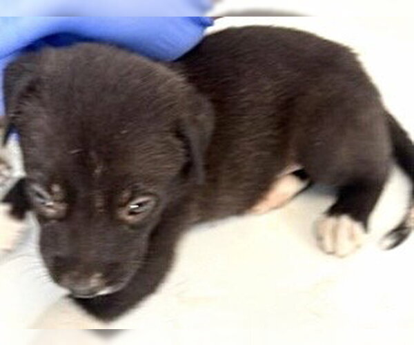 Medium Photo #1 Labrador Retriever Puppy For Sale in Houston, TX, USA