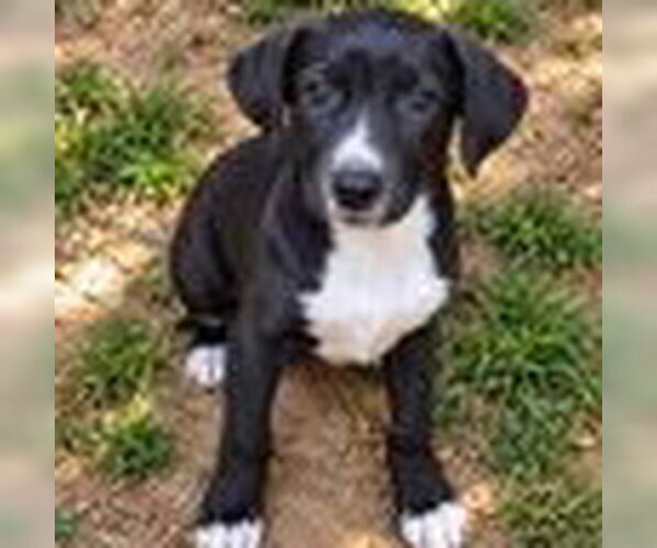 Medium Photo #1 Collie-Unknown Mix Puppy For Sale in Bristol, CT, USA