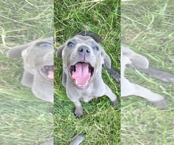 Medium Photo #4 American Pit Bull Terrier-Unknown Mix Puppy For Sale in Sandy, UT, USA