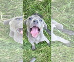 Small #3 American Pit Bull Terrier Mix