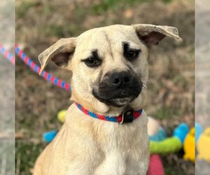 Pug-Unknown Mix Dogs for adoption in Yardley, PA, USA