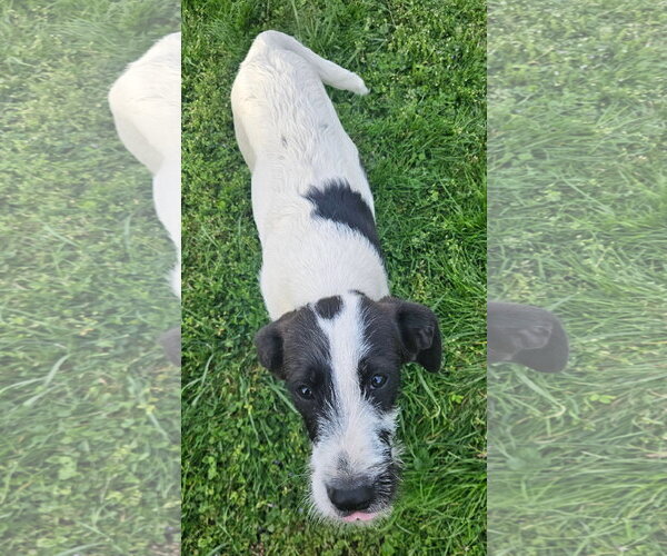 Medium Photo #5 Labbe Puppy For Sale in Tracy City, TN, USA