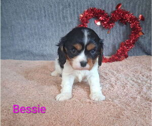 Cavalier King Charles Spaniel Puppy for sale in MOUNT PLEASANT, MI, USA