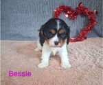 Image preview for Ad Listing. Nickname: Bessie