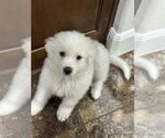Small #3 Great Pyrenees