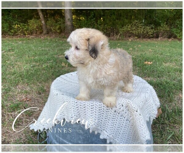 Medium Photo #6 Havachon Puppy For Sale in NIANGUA, MO, USA
