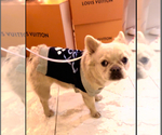 Small #5 French Bulldog