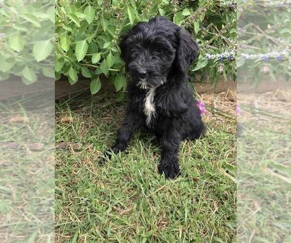 Medium Photo #7 Bernedoodle Puppy For Sale in AUGUSTA, WV, USA