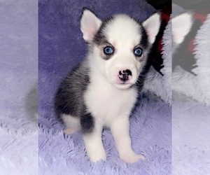 Siberian Husky Puppy for sale in SANDY HOOK, KY, USA