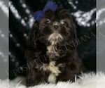 Small #4 Shih Tzu