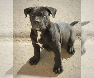 Cane Corso Puppy for sale in Sutjeska, Vojvodina, Serbia