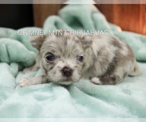 Chihuahua Puppy for sale in MUSKOGEE, OK, USA