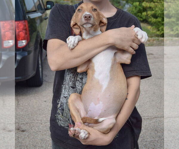 Medium Photo #3 Borador Puppy For Sale in Huntley, IL, USA