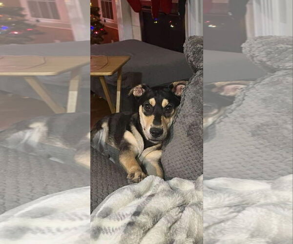 Medium Photo #23 Mutt Puppy For Sale in Germantown, OH, USA