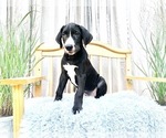 Small Photo #16 Great Dane Puppy For Sale in BIG CANOE, GA, USA
