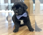 Small Photo #1 Aussiedoodle Miniature  Puppy For Sale in CENTRALIA, IL, USA