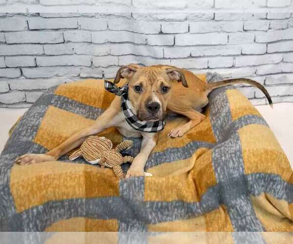 Medium Photo #4 Bull-Boxer Puppy For Sale in Kennesaw, GA, USA