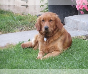 Mother of the English Cream Golden Retriever puppies born on 06/02/2025