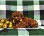 Small Photo #6 Poodle (Toy) Puppy For Sale in GLEN ROCK, PA, USA