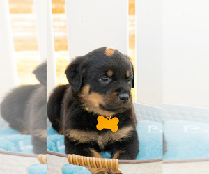 Rottweiler Puppy for sale in THOMASVILLE, NC, USA