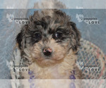 Small Photo #11 Aussiedoodle-Poodle (Toy) Mix Puppy For Sale in SANGER, TX, USA