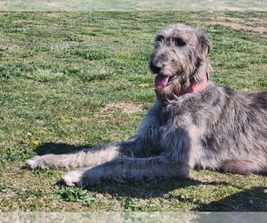 Mother of the Irish Wolfhound-Poodle (Standard) Mix puppies born on 04/01/2023
